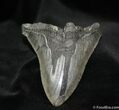 Large Inch Megalodon Tooth Blade #702-1